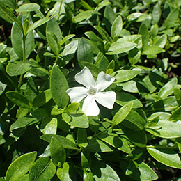 vinca minor alba